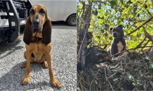 K9 Helps Rescue Dog Stranded On Top Of A Tree