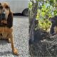 K9 Helps Rescue Dog Stranded On Top Of A Tree