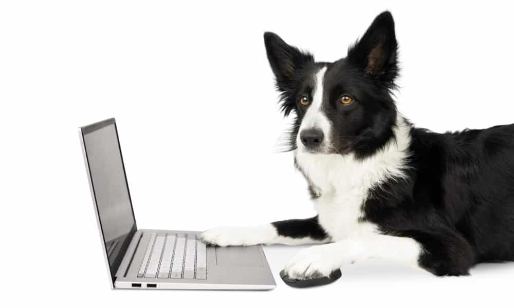 Portrait Of A Busy Black And White Border Collie Who Is Looking At Something In A Laptop