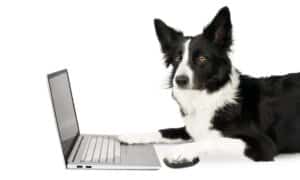 Portrait of a busy black and white border collie who is looking at something in a laptop