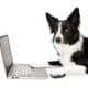 Portrait Of A Busy Black And White Border Collie Who Is Looking At Something In A Laptop