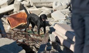 Search Dog Harper Aspca Dog Of The Year Award Recipient