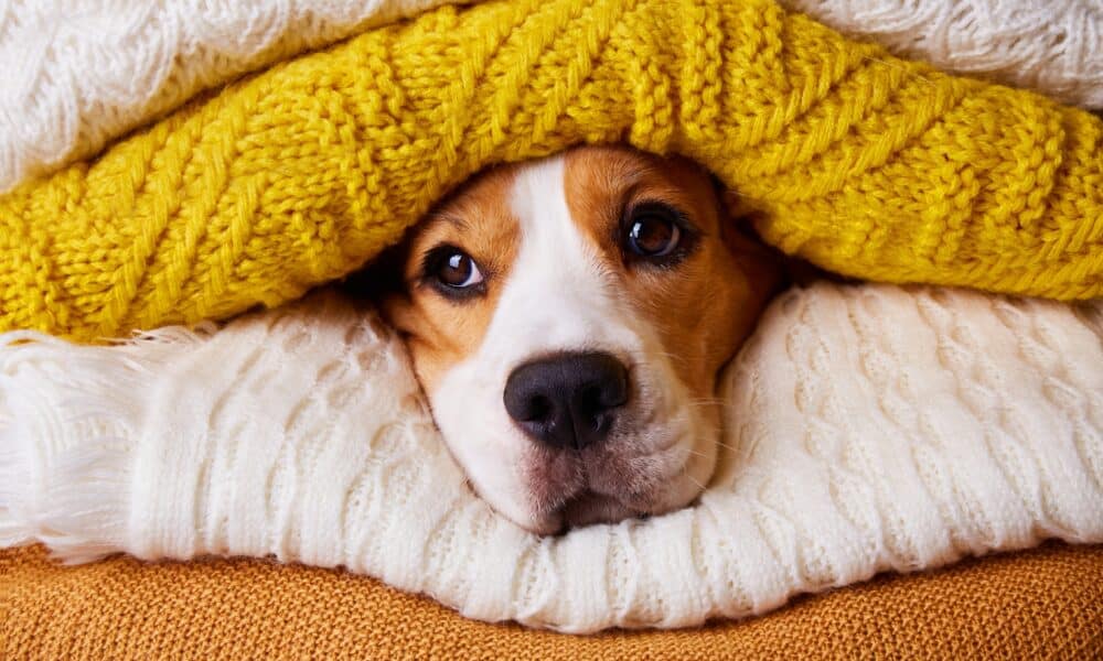 The Beagle Dog'S Head Is In A Stack Of Folded Knitted Sweaters