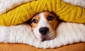 The beagle dog's head is in a stack of folded knitted sweaters