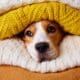 The beagle dog's head is in a stack of folded knitted sweaters