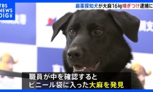 Momotaro The Drug Detection Dog