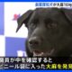 Momotaro The Drug Detection Dog