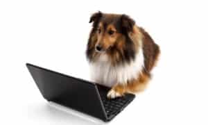 Shetland Sheepdog Using Laptop Over White Background