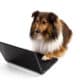 Shetland Sheepdog Using Laptop Over White Background