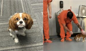 Therapy Dog Punched By An Inmate