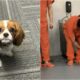 therapy dog punched by an inmate