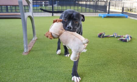 Abandoned Dog Bonded With Stuffed Toy Looking For Forever Home