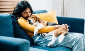 Adorable Beagle dog puppy sleeping on young female owner's shoulder.