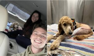 Couple Uses Wedding Fund To Help Save Dog