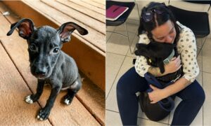 Dog Who Was Left For Dead As A Puppy Reunites With Foster Mom A Year Later