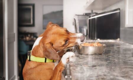 Dog Stealing Food From Kitchen Counter