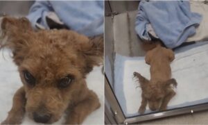 Little brown dog stays by owner's side until he passed away