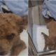 Little brown dog stays by owner's side until he passed away