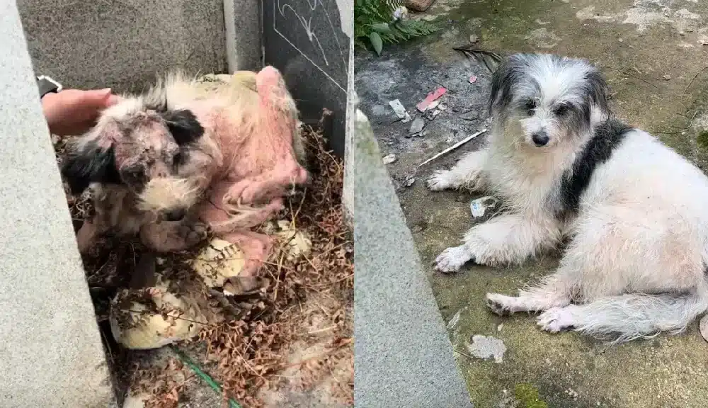 Loyal Dog In China Gets Rescued After Spending Two Years Guarding Owner’s Grave