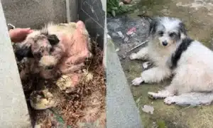 Loyal Dog In China Spent Two Years Guarding Owner'S Grave, Finds Love And Hope Again