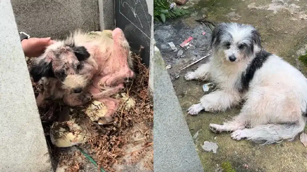 Faithful Chinese dog guards his owner's grave for two years and finds love and hope again