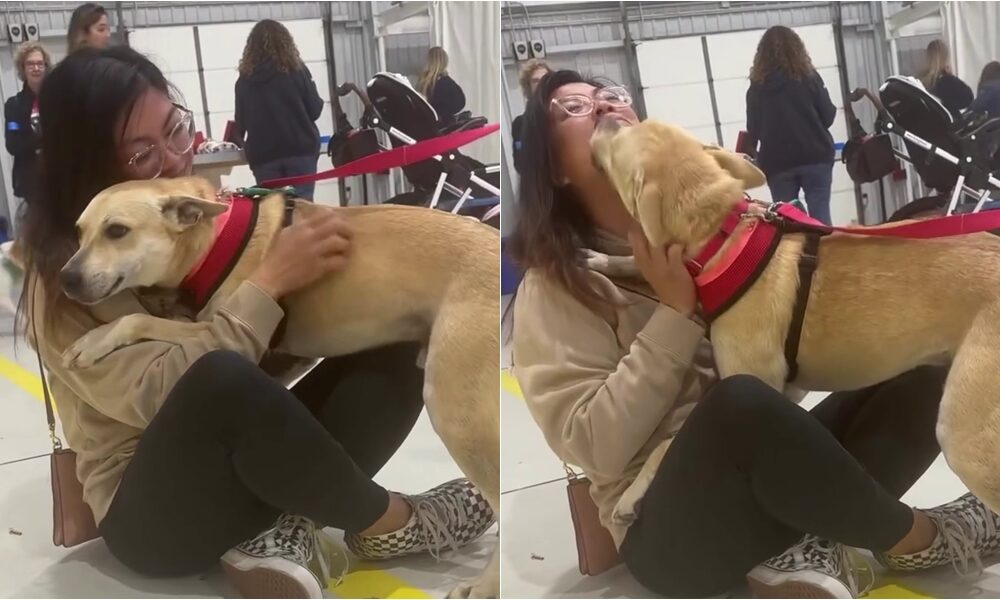 Heartwarming Moment Rescue Dog Recognizes New Mom By Instinct