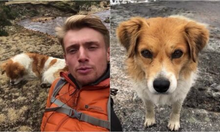 Stray Dog Leads Hiker To Destination