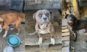 The Pennsylvania SPCA (PSPCA) recently found and rescued three abandoned dogs after receiving a call from a police officer who found the dogs in a heartbreaking situation.