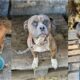 The Pennsylvania Spca (Pspca) Recently Found And Rescued Three Abandoned Dogs After Receiving A Call From A Police Officer Who Found The Dogs In A Heartbreaking Situation.