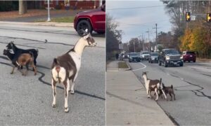 Three Goats And A Dog Wanders Near A Fire Station