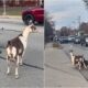 Three goats and a dog wanders near a fire station