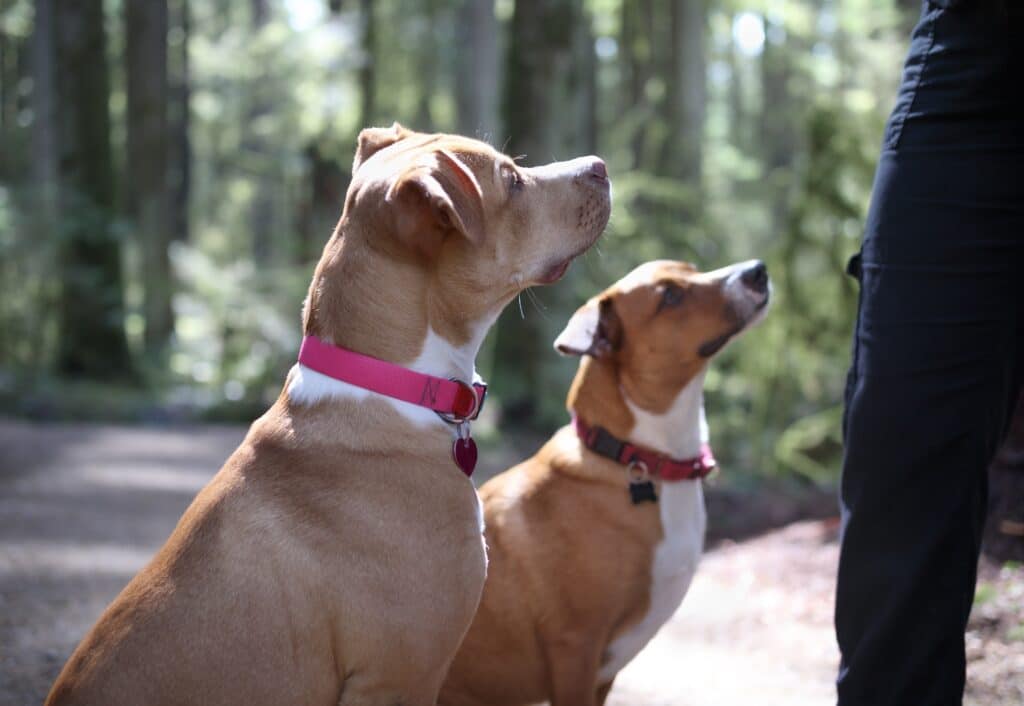 Two Dogs In Forest Looking Up At Person For Treat Or Obedience Training