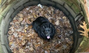 Unbothered dog gets stuck in storm drain