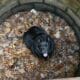 Unbothered Dog Gets Stuck In Storm Drain