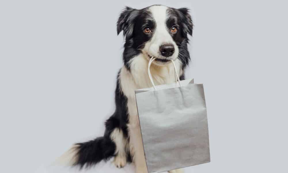 border collie holding shopping bag in mouth isolated on white background