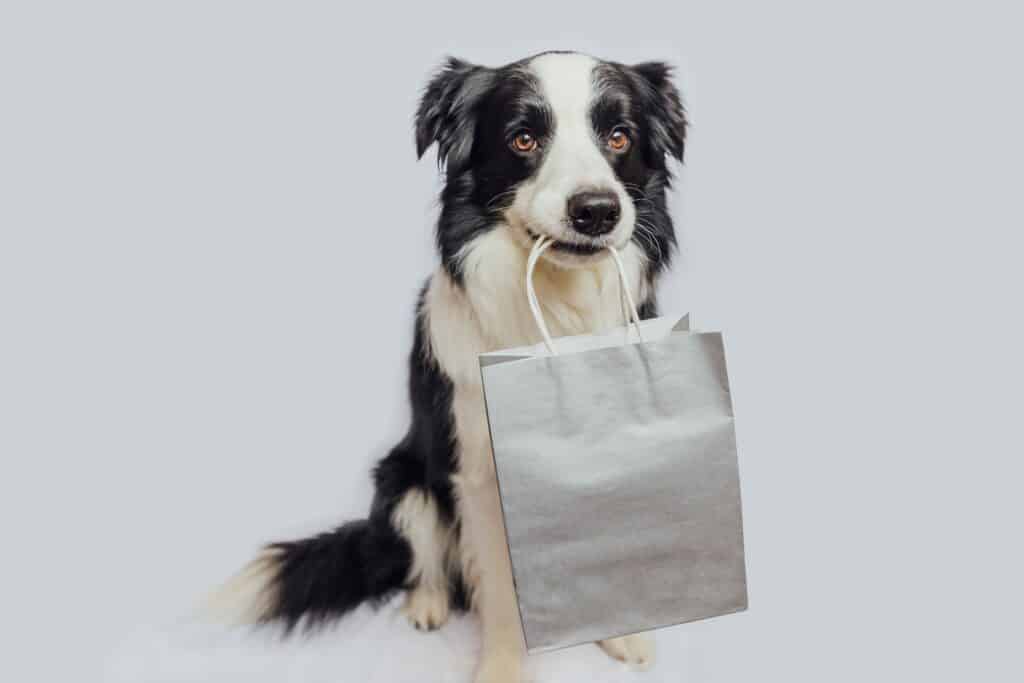 Border Collie Holding Shopping Bag In Mouth Isolated On White Background