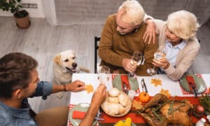 high angle view of golden retriever near family holding glasses of white wine during thanksgiving dinner