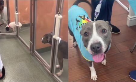 Shelter Dog Sadly Looking At Puppies Getting Adopted Finds Forever Home