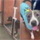 Shelter Dog Sadly Looking At Puppies Getting Adopted Finds Forever Home