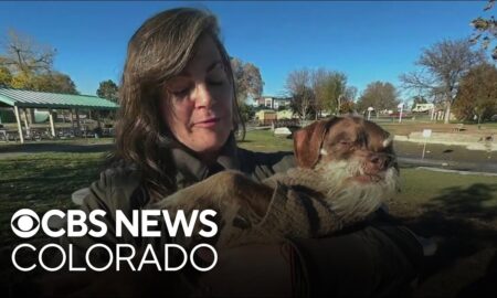 Video Thumbnail: Thief Steals Disabled 15-Year-Old Colorado Dog'S Wheelchair