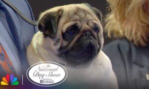 &Quot;Vito&Quot; The Pug Wins! | 2024 National Dog Show Presented By Purina | Nbc