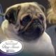 &Quot;Vito&Quot; The Pug Wins! | 2024 National Dog Show Presented By Purina | Nbc