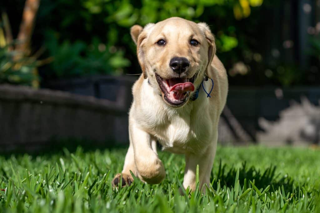 A Three-Month Old Labrador Retriever Puppy Dog In A Green Environment