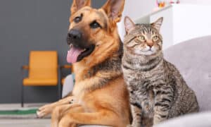 Adorable cat and dog resting together on sofa indoors