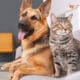 Adorable Cat And Dog Resting Together On Sofa Indoors