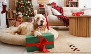 Australian Shepherd Dog In Santa Hat With Dog Christmas Gifts