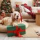 Australian Shepherd Dog In Santa Hat With Dog Christmas Gifts