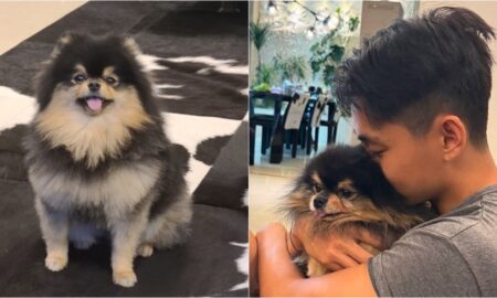 Bts' V Mourns The Passing Of Beloved Dog Yeontan