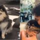 Bts' V Mourns The Passing Of Beloved Dog Yeontan