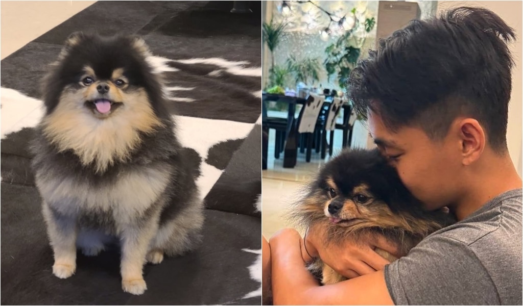 BTS' V Mourns The Passing Of Beloved Dog Yeontan